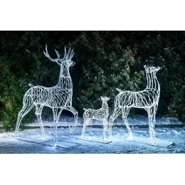 Семья оленей